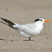 Royal Tern